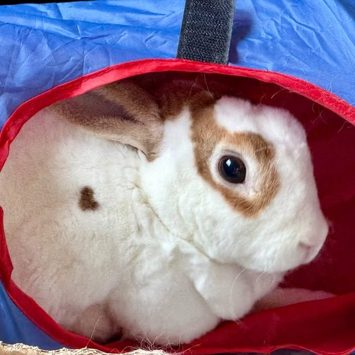 RabbitNetwork's tweet image. Dolce is a soft and snuggly white Rex #bunny with velvety brown spots and a heart full of love. 💟 True to her name, she’s as sweet as they come — gentle, affectionate, and always ready for cuddles. Come meet her! wagtopia.com/search/pet?id=… #adopt