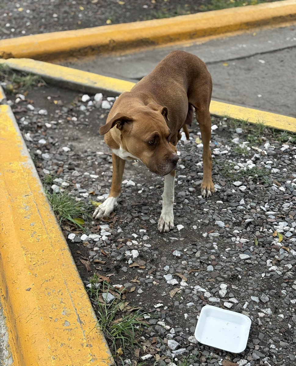 Hechizero_38's tweet photo. ⚠️ SERVICIO SOCIAL ⚠️
Esta nena se encuentra en el estacionamiento de bodega Aurrerá de Xilotzingo, no se sabe dónde están sus cachorros ojalá alguien pudiera apoyar 🙏🏻
@AmbientePuebla @IBAGobPue https://t.co/ZcaRZfCGmT