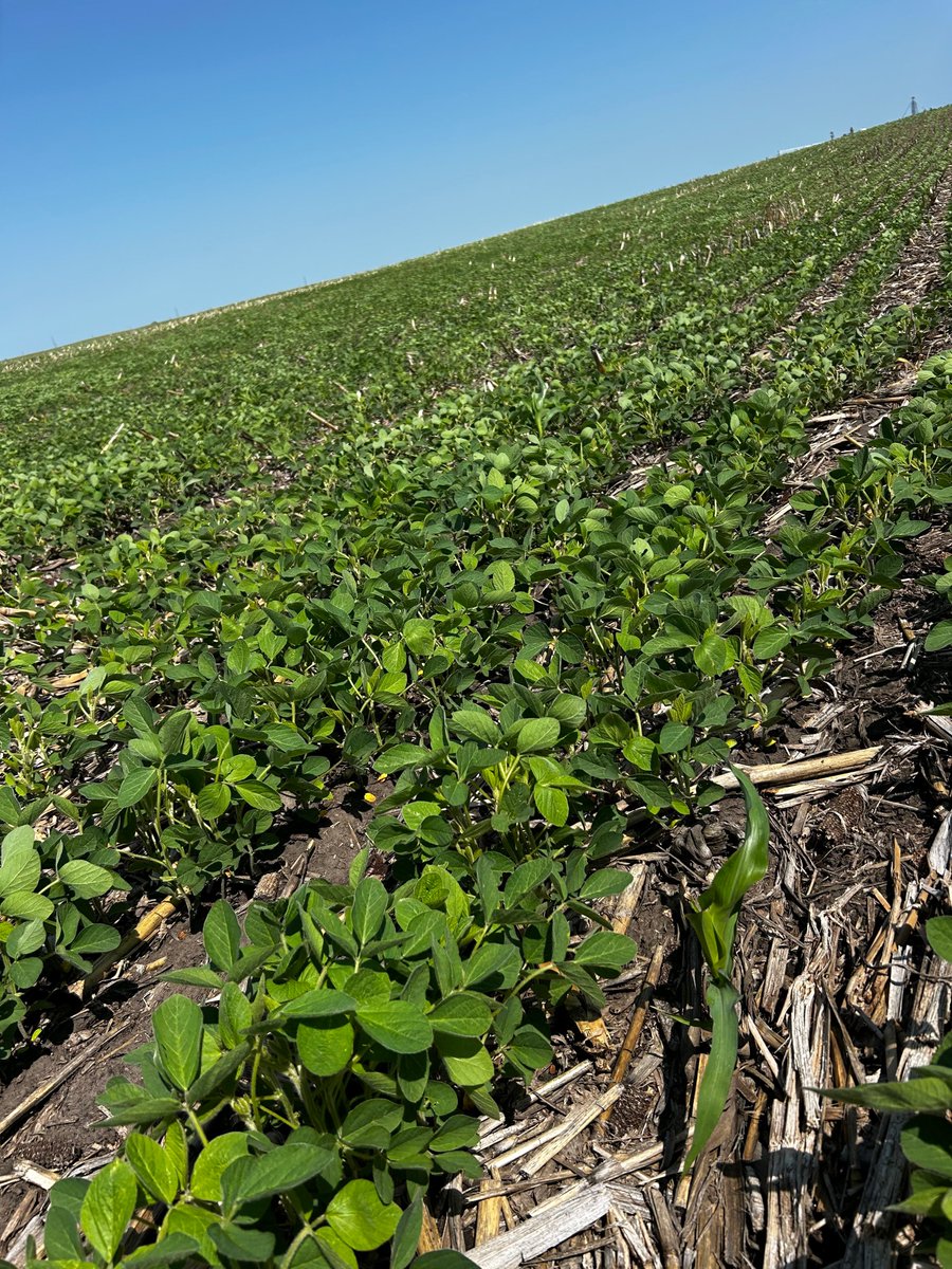 Northern Soy Marketing (@northernsoymktg) on Twitter photo Blue skies and green soybeans! NSM vice chair David Struck shared a shot of one of his fields in central South Dakota. About 2/3rds of the crop in NSM member states, SD, MN and WI, are rated good or excellent in the latest USDA NASS crop progress report: downloads.usda.library.cornell.edu/usda-esmis/fil… Blue skies and green soybeans! NSM vice chair David Struck shared a shot of one of his fields in central South Dakota. About 2/3rds of the crop in NSM member states, SD, MN and WI, are rated good or excellent in the latest USDA NASS crop progress report: downloads.usda.library.cornell.edu/usda-esmis/fil…