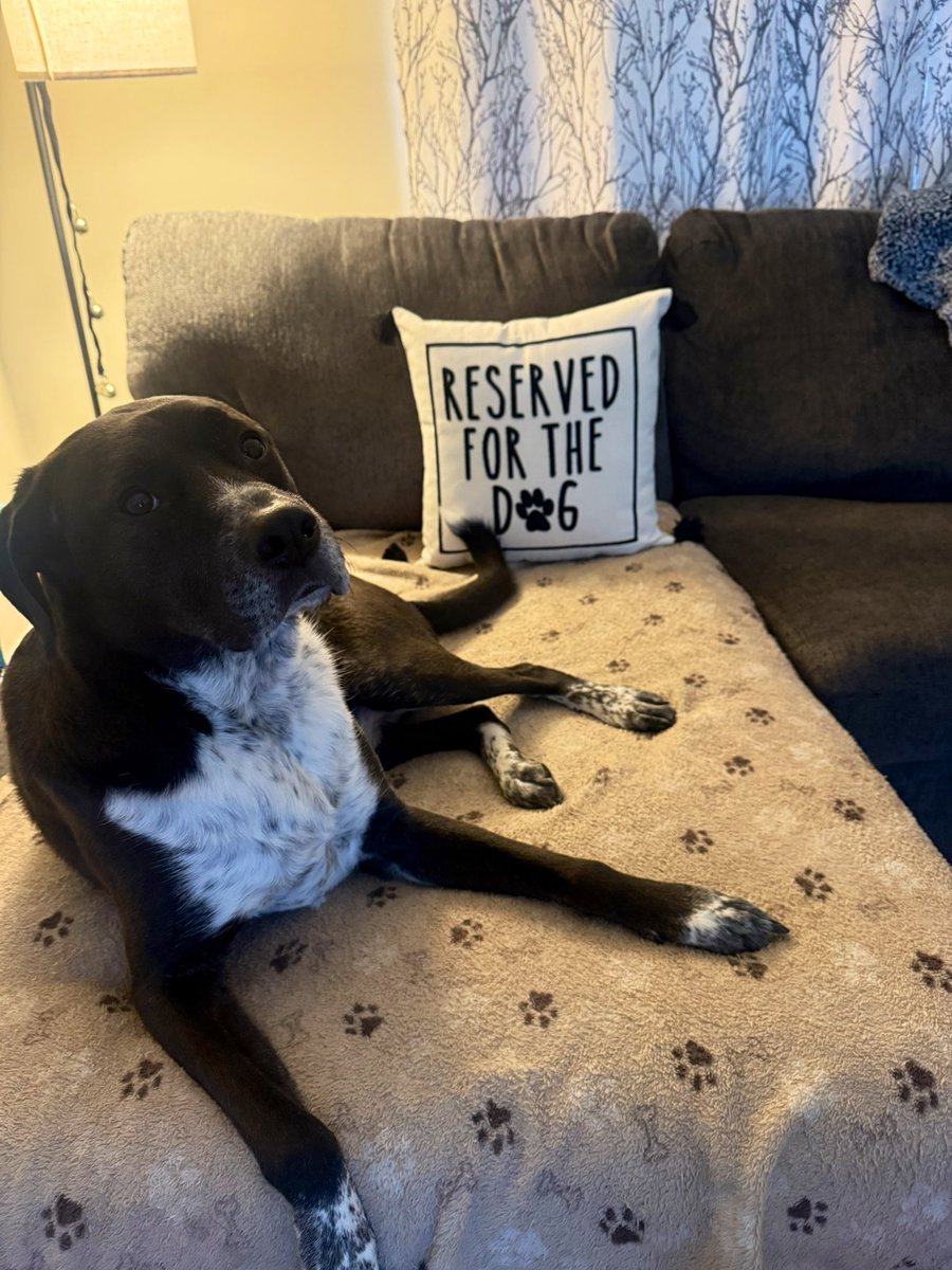zedopup's tweet photo. Check out my new pillow!!

#dogsoftwitter #dogsofX https://t.co/PjEbWsISTW