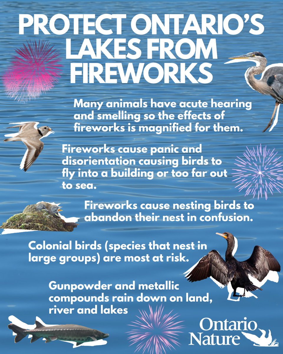 Fireworks terrorize wildlife and pollute our waters. Who else is team nature and would like fireworks banned? More here: ontarionature.org/lakes-and-fire…