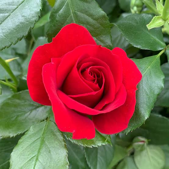 Beautiful 
 ❤️❤️❤️

                                    Week
                                  ❤️❤️❤️