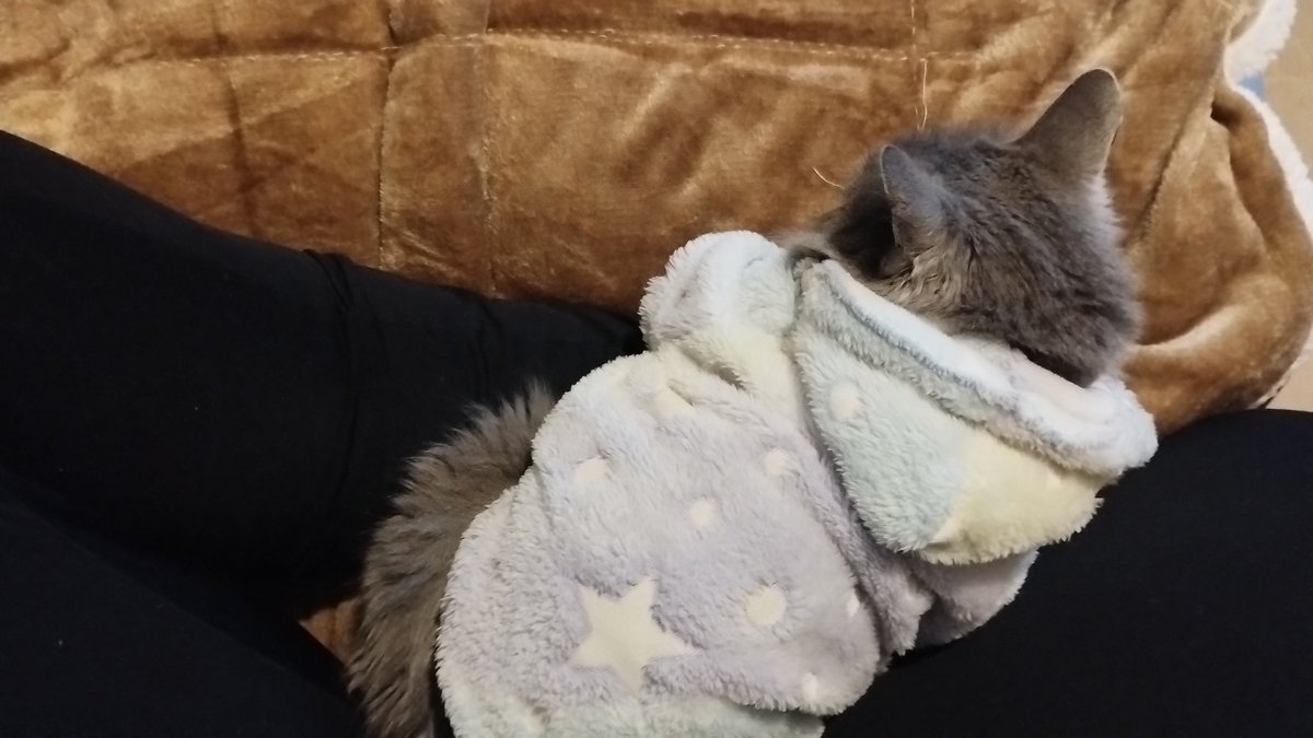 Hace media hora que estoy sentada en la cama con que tengo que cambiarme para el gym pero no me quiero sacar el buzo, encima viene y se me sienta encima.