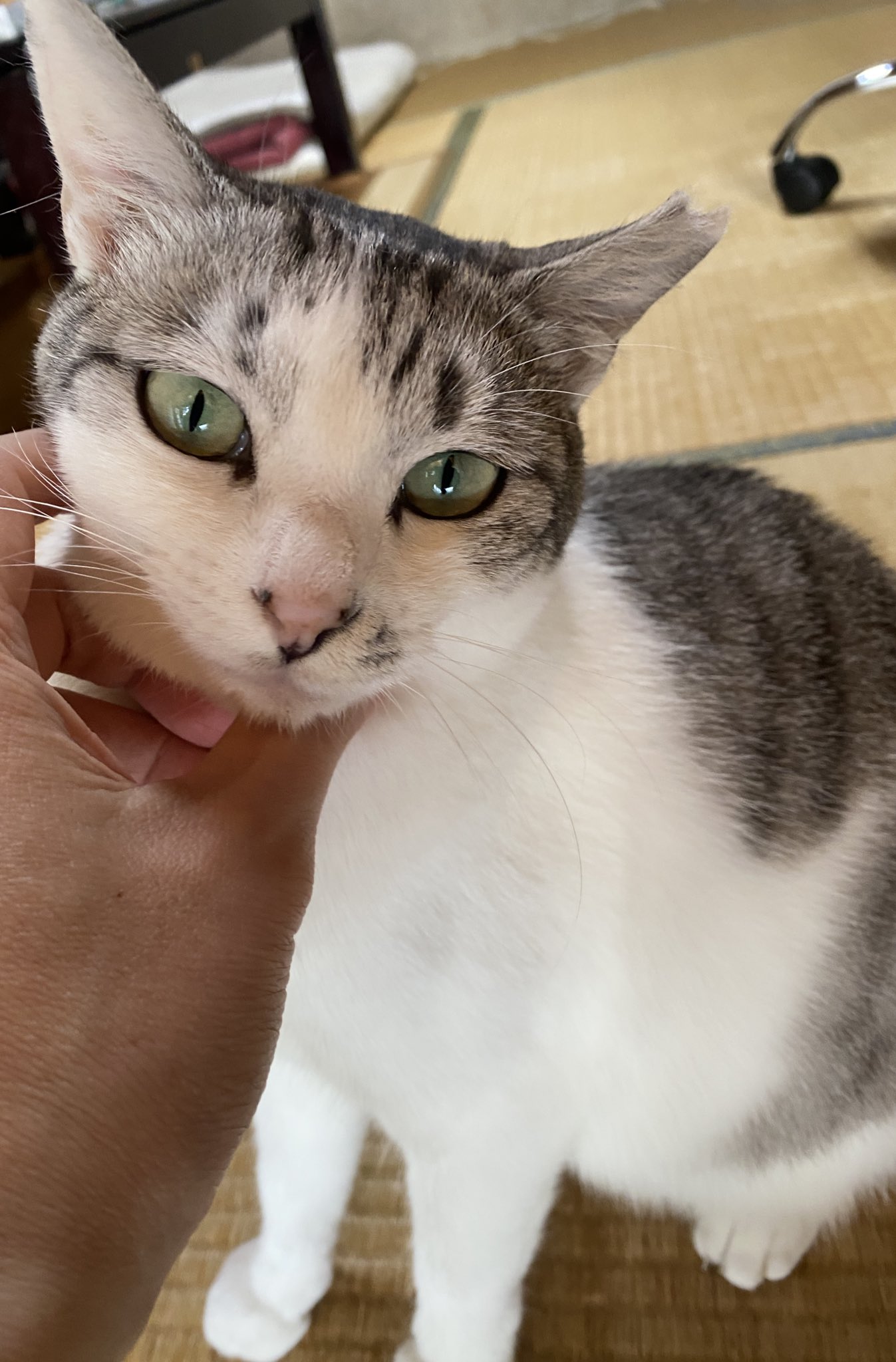 野良猫キング An overly obedient genius cat that jumps at the call of its
