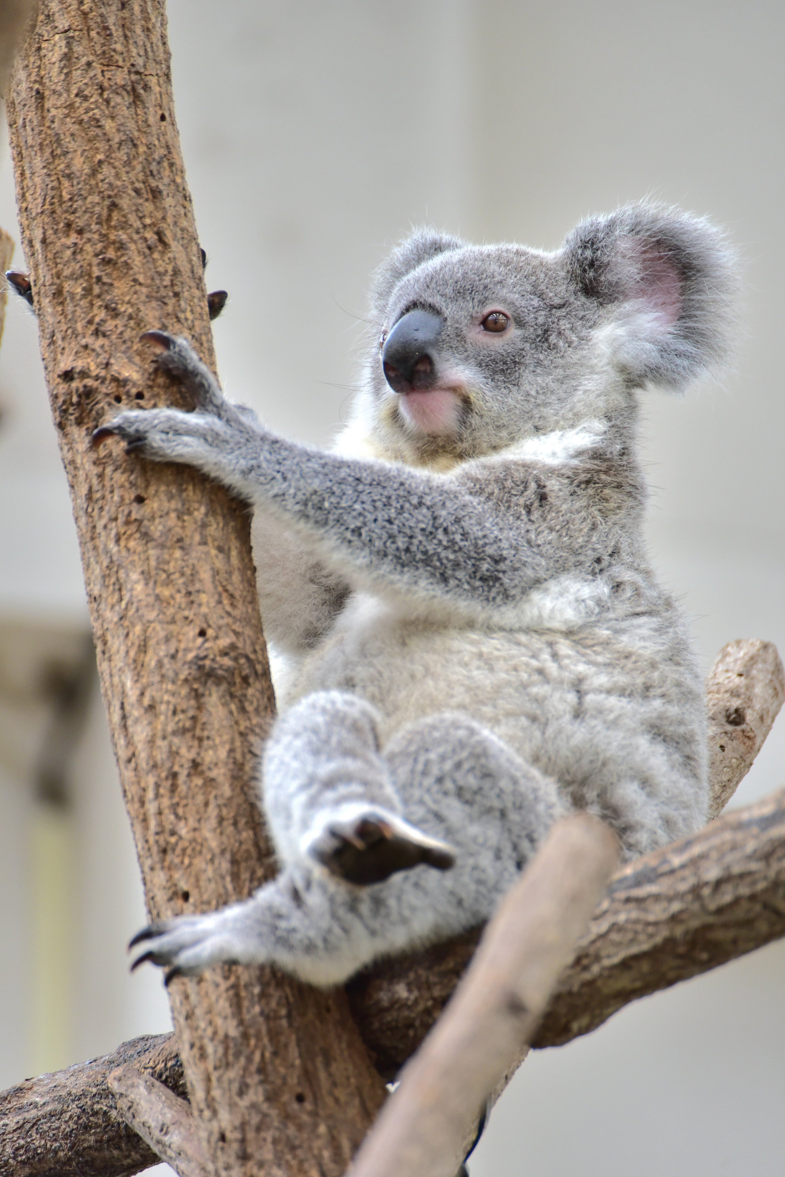🐨やしじゅん🐨コアラー(2025もコアラ年) | 私の知ってるコアラ
