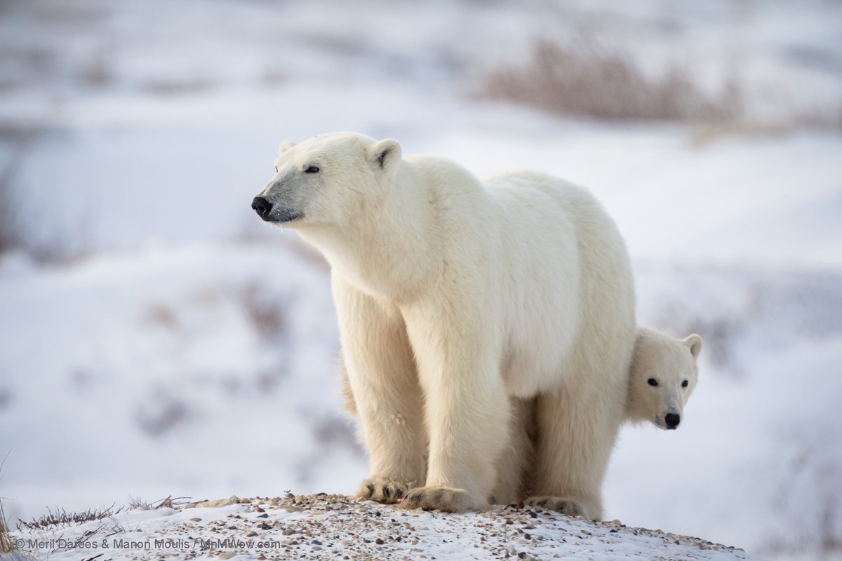 Happy Canada Day to our fellow Canadians! Fun Fact: Canada is home to roughly 60% of the world's polar bears. 🇨🇦

P.S. — #DYK that Polar Bears International is a registered nonprofit in Canada?