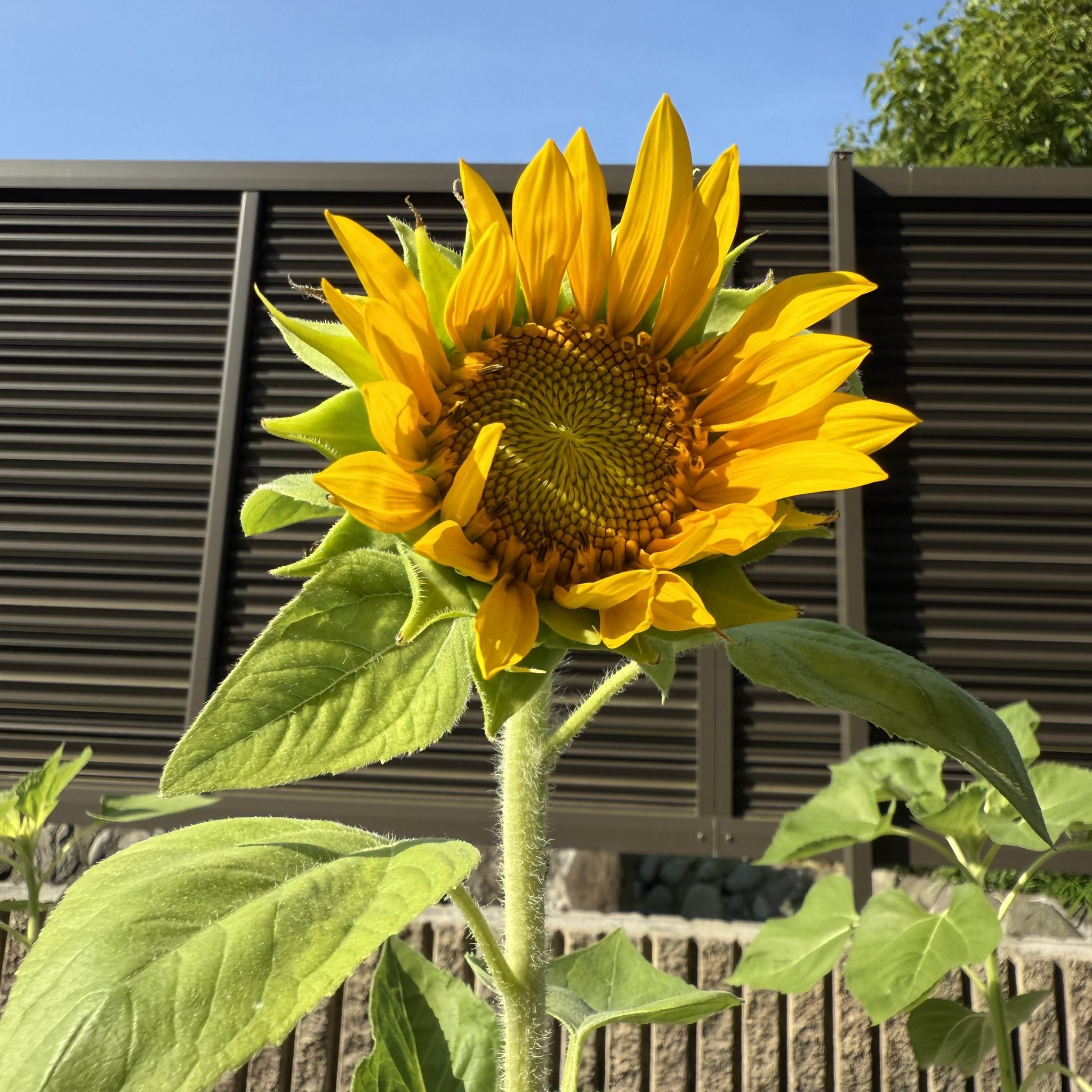 sunflower2025_1_-2x.jpg