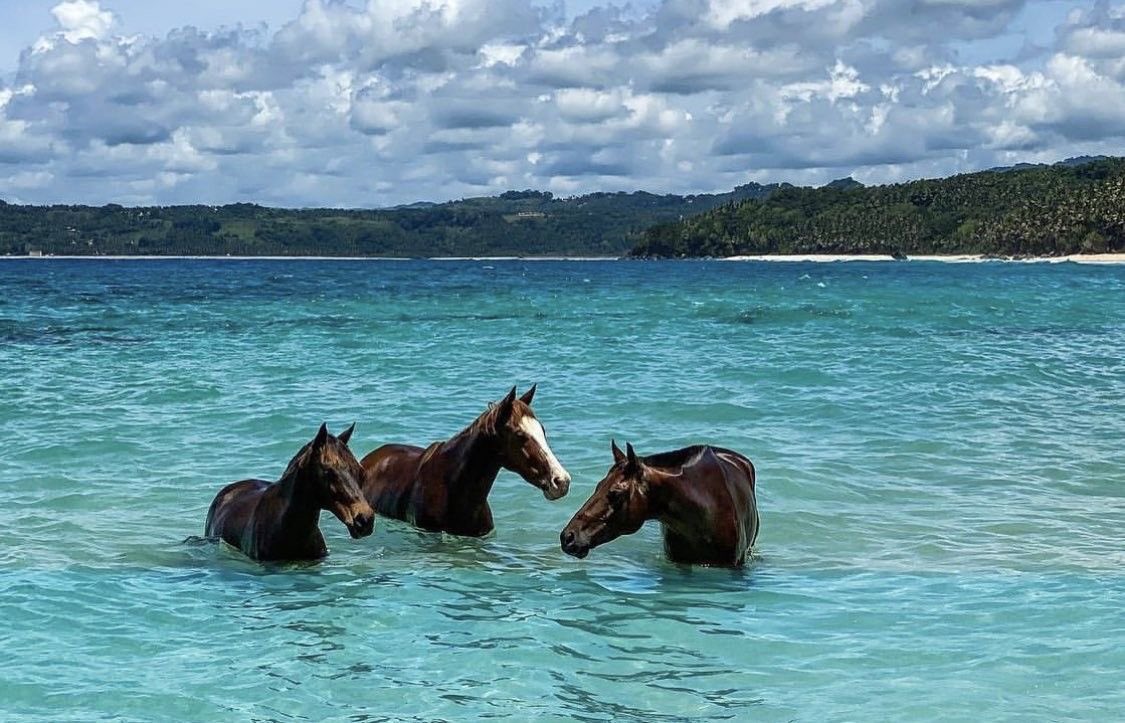three horses in the sea vacation with friends summer fun