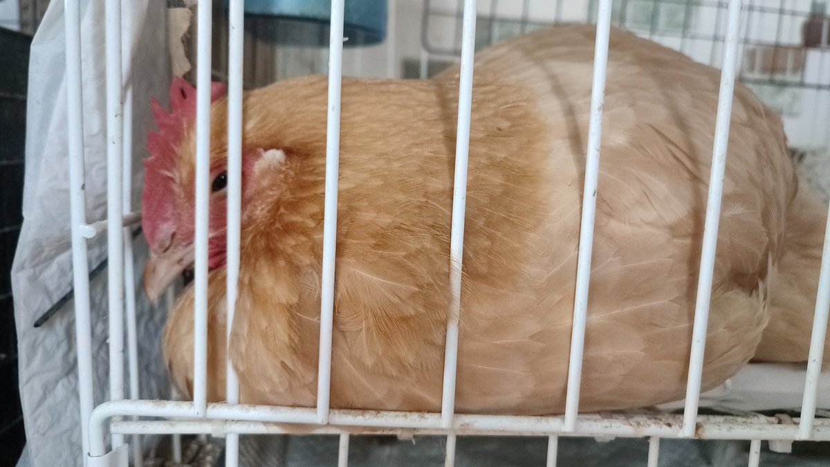 マミー、そんなにずっとロコの事見つめられると穴があきそうコケよ？😓
寝て回復頑張るから早く洗濯物干してきてコケ🙁