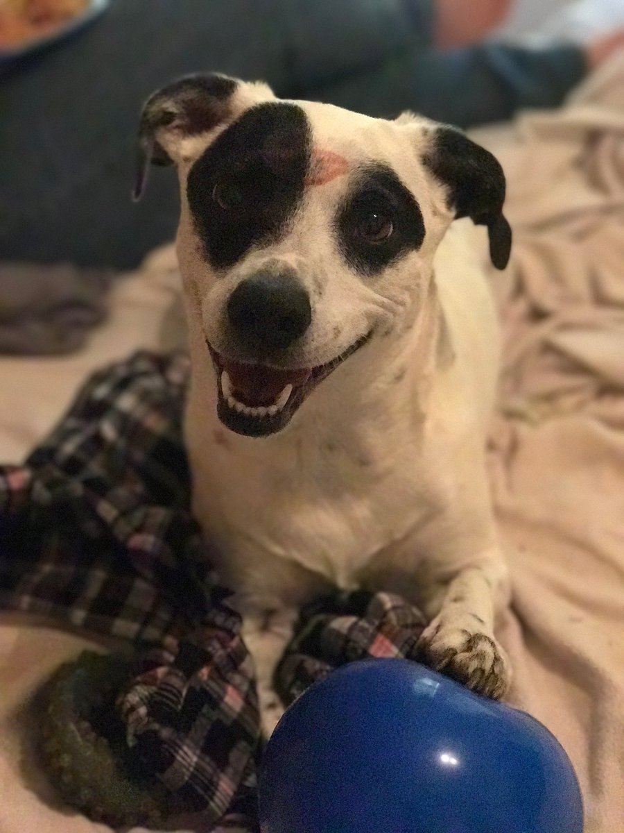 ObsidianRaiyne's tweet image. The hardest thing about having pets is knowing they aren’t here long enough with us, but shes been with me for 14 years and now her time has come to leave me. I will miss this sweet girl so much. 💔