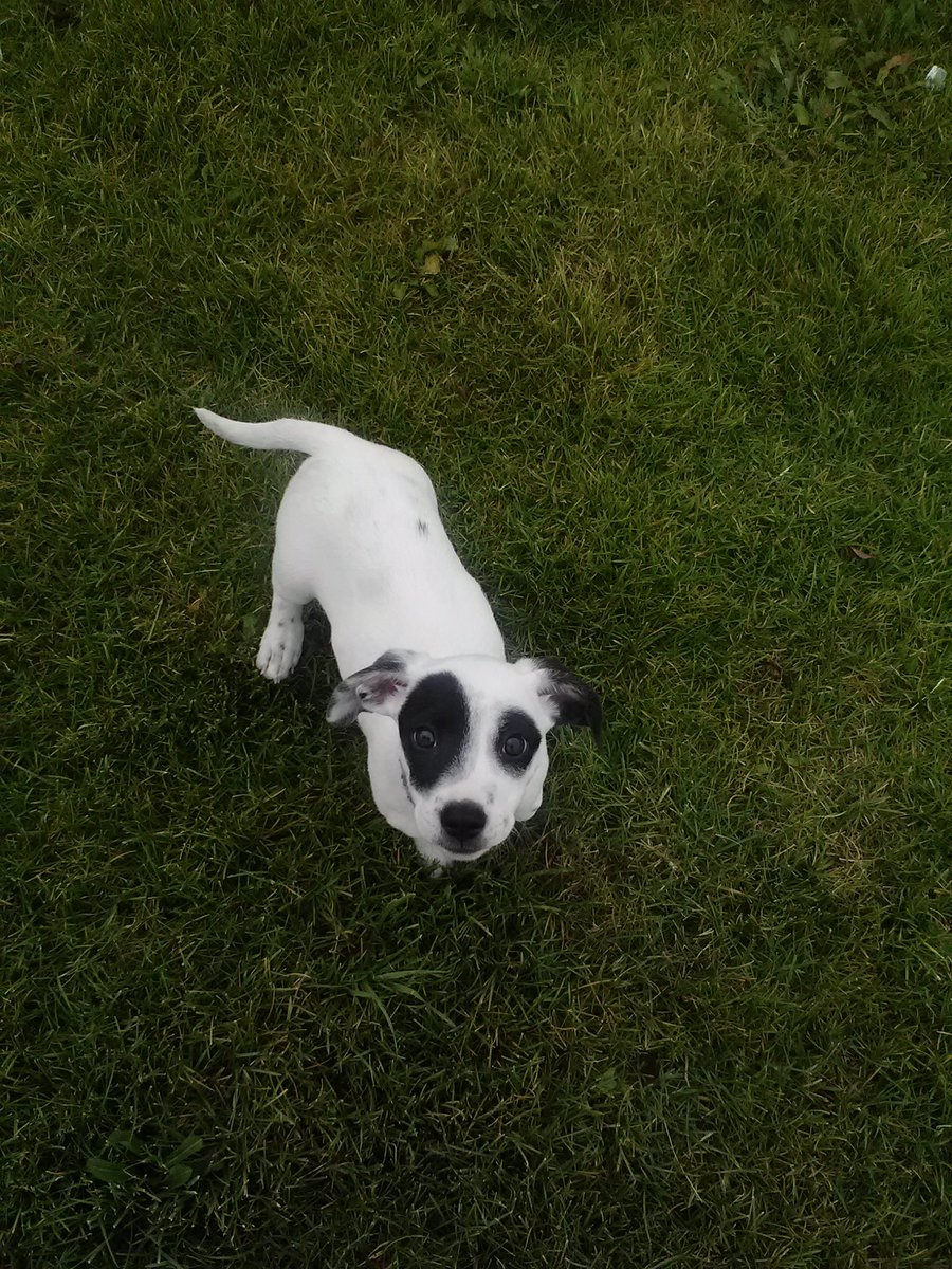 ObsidianRaiyne's tweet image. The hardest thing about having pets is knowing they aren’t here long enough with us, but shes been with me for 14 years and now her time has come to leave me. I will miss this sweet girl so much. 💔