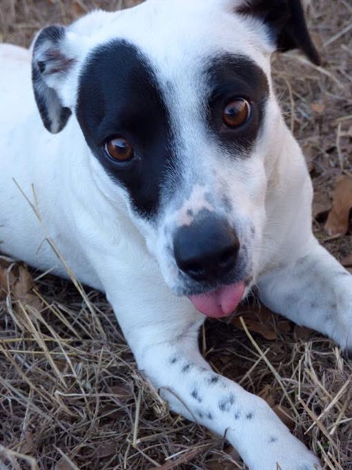 ObsidianRaiyne's tweet image. The hardest thing about having pets is knowing they aren’t here long enough with us, but shes been with me for 14 years and now her time has come to leave me. I will miss this sweet girl so much. 💔