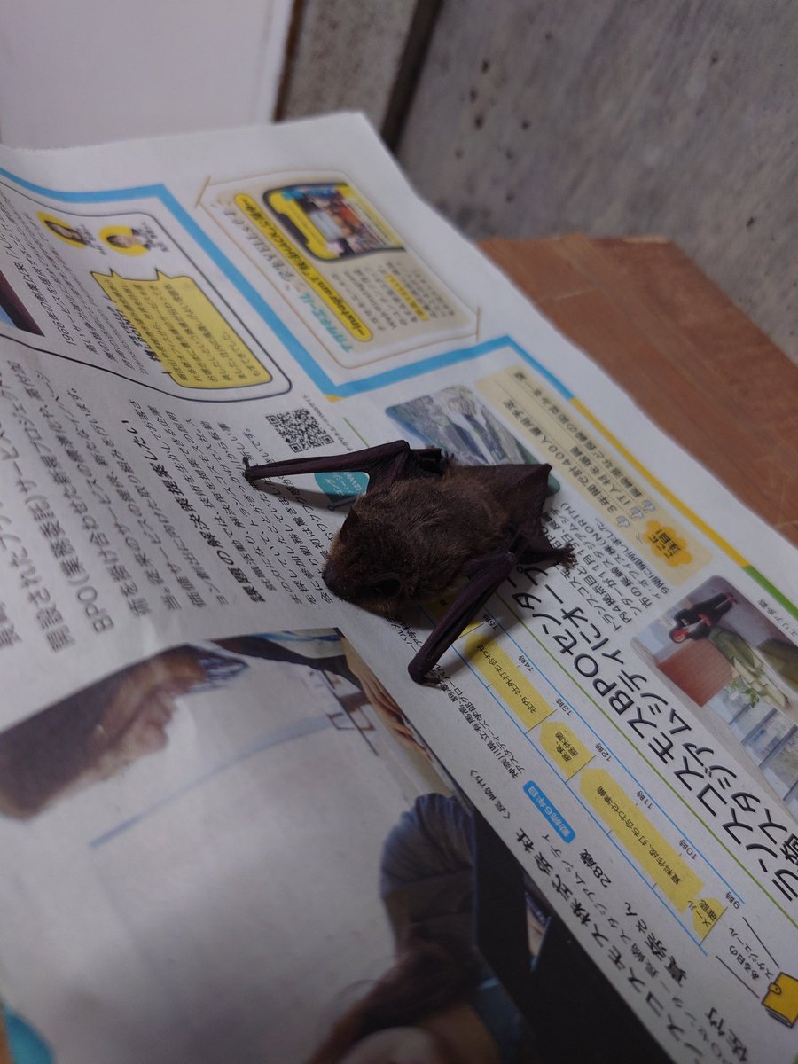 爆睡中のコウモリ
初めて生で見たかもしれない
