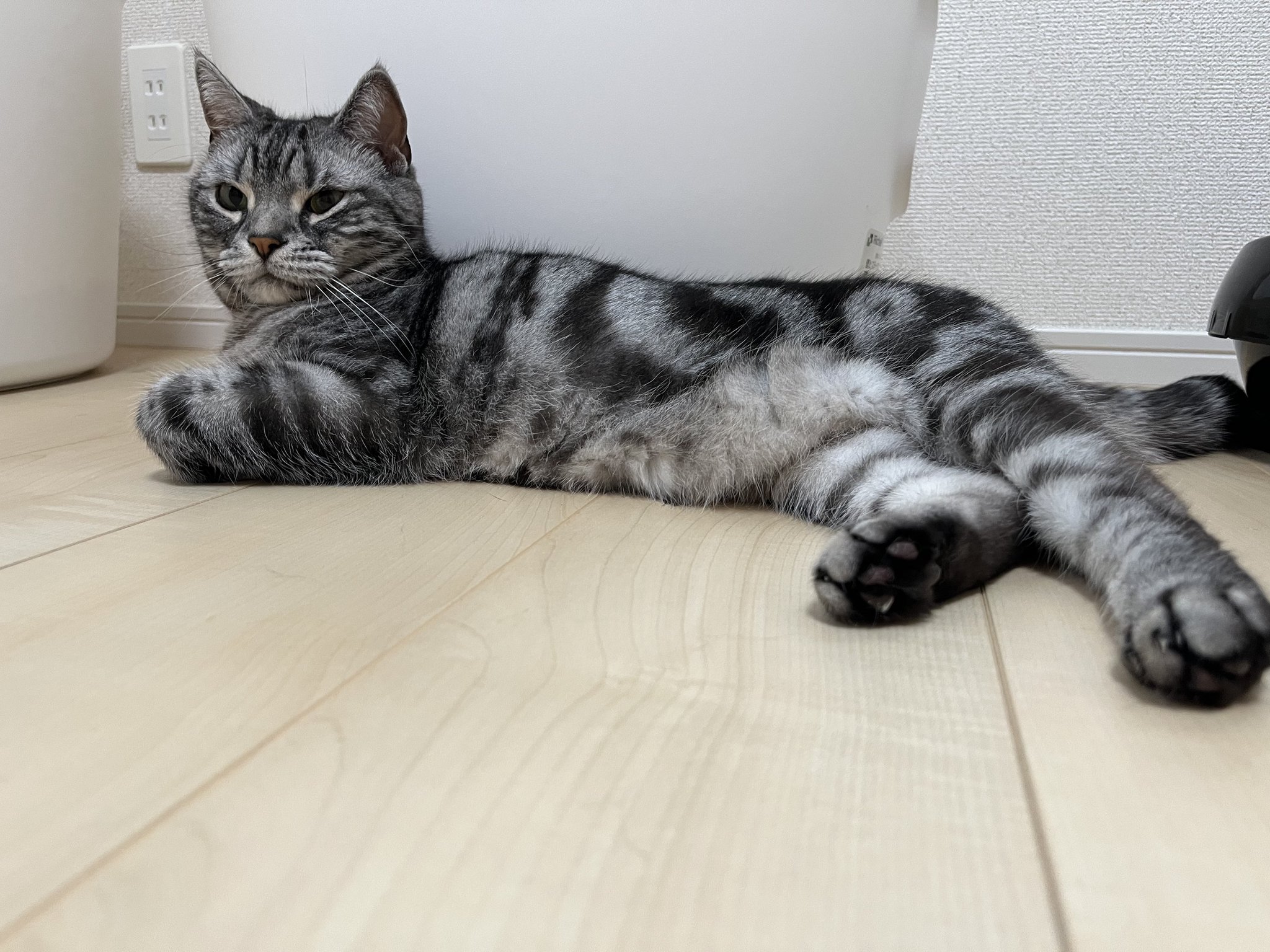 毎日がねこ日和 on X: 