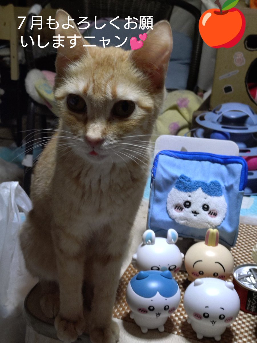 7/1(火)晴れ☀
おはニャ😺🐾💖
毎日暑い日が続いてますが
体調には気をつけましょうニャ
😸🐾💖
主は先月　ムカデに噛まれ?たり
めまい・嘔吐したりして病院🏥
通いしてネガティブファイター
絶賛中ニャ🙀🙀