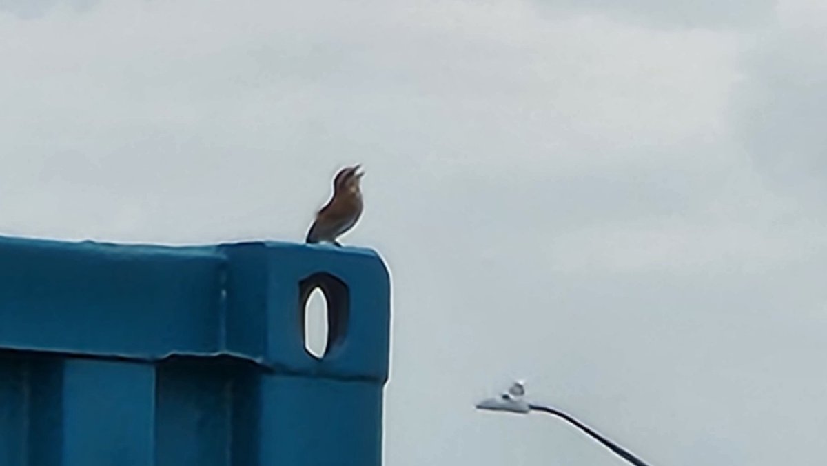 6SProductions's tweet photo. Dock vibes (part 1)
#MidlandTownDock #MidlandOntario #GeorgianBay #CoalDocks #Nature #NaturePhotography #Photography #6SPhotography #NoEdits #NoFilters #CanadianGeese #Ducks #Birds #BirdPhotography #Waterfront #WaterfrontViews #Boats #Boating #SpeedBoat https://t.co/1nkx2LQNhw