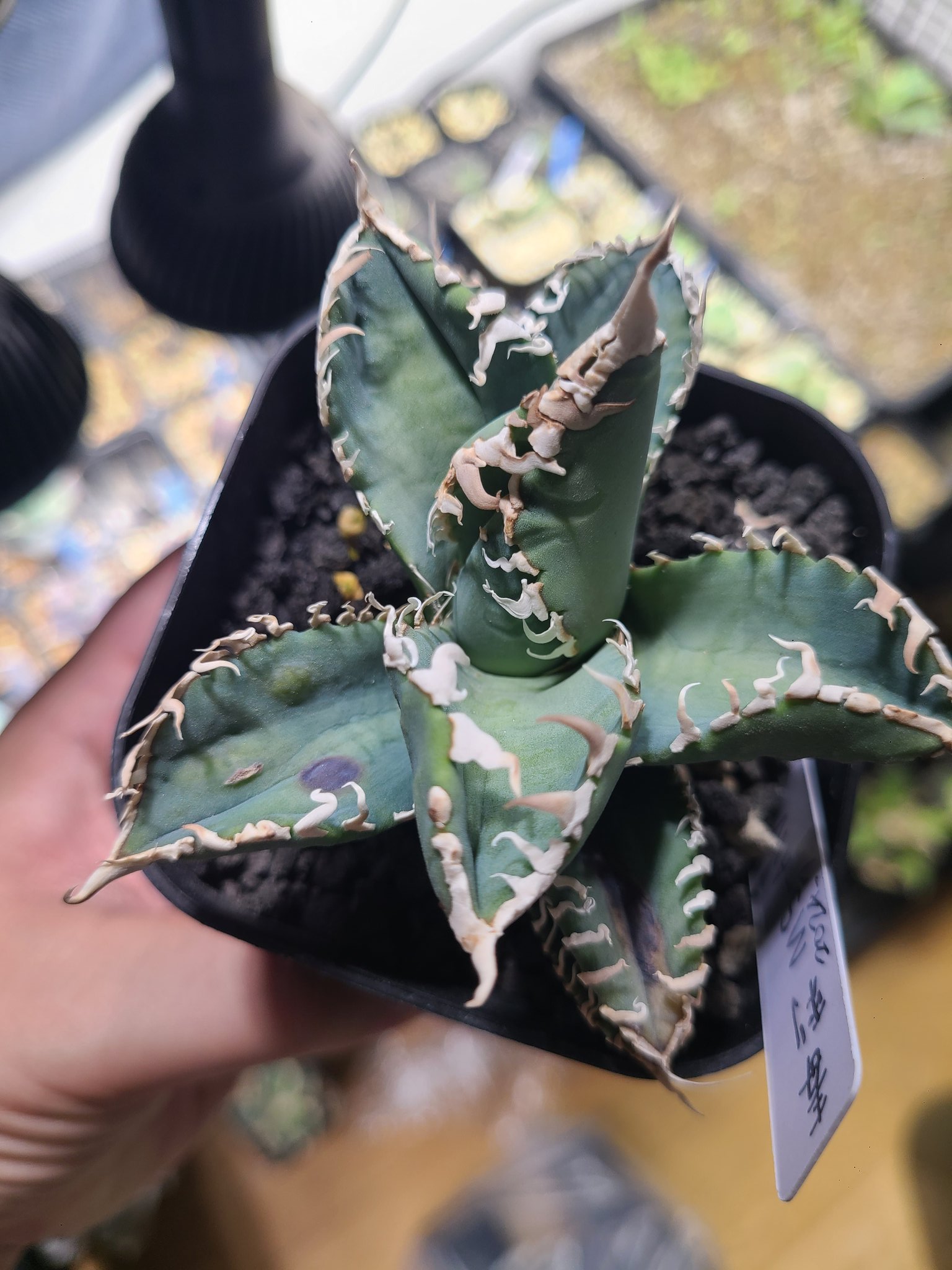 大好評！アガベ希少品種☆15点セット 専用！大好評！アガ希少品種7株数セットB - メルカリ