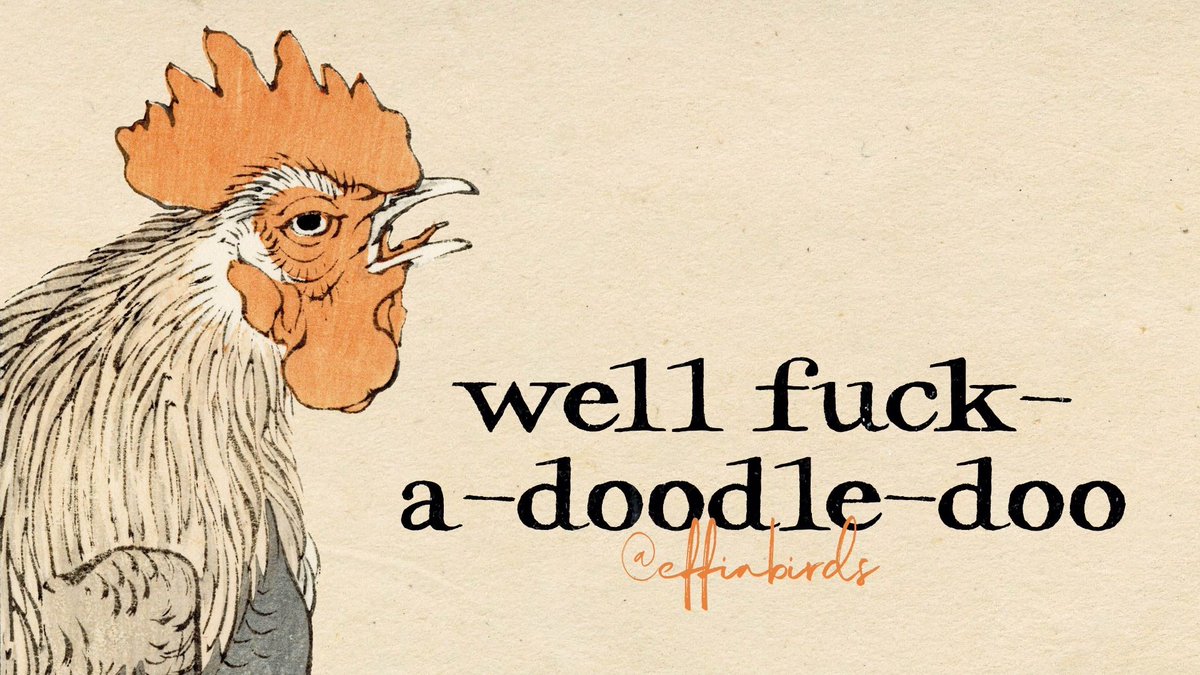 Effin' Birds (@effinbirds) on Twitter photo 