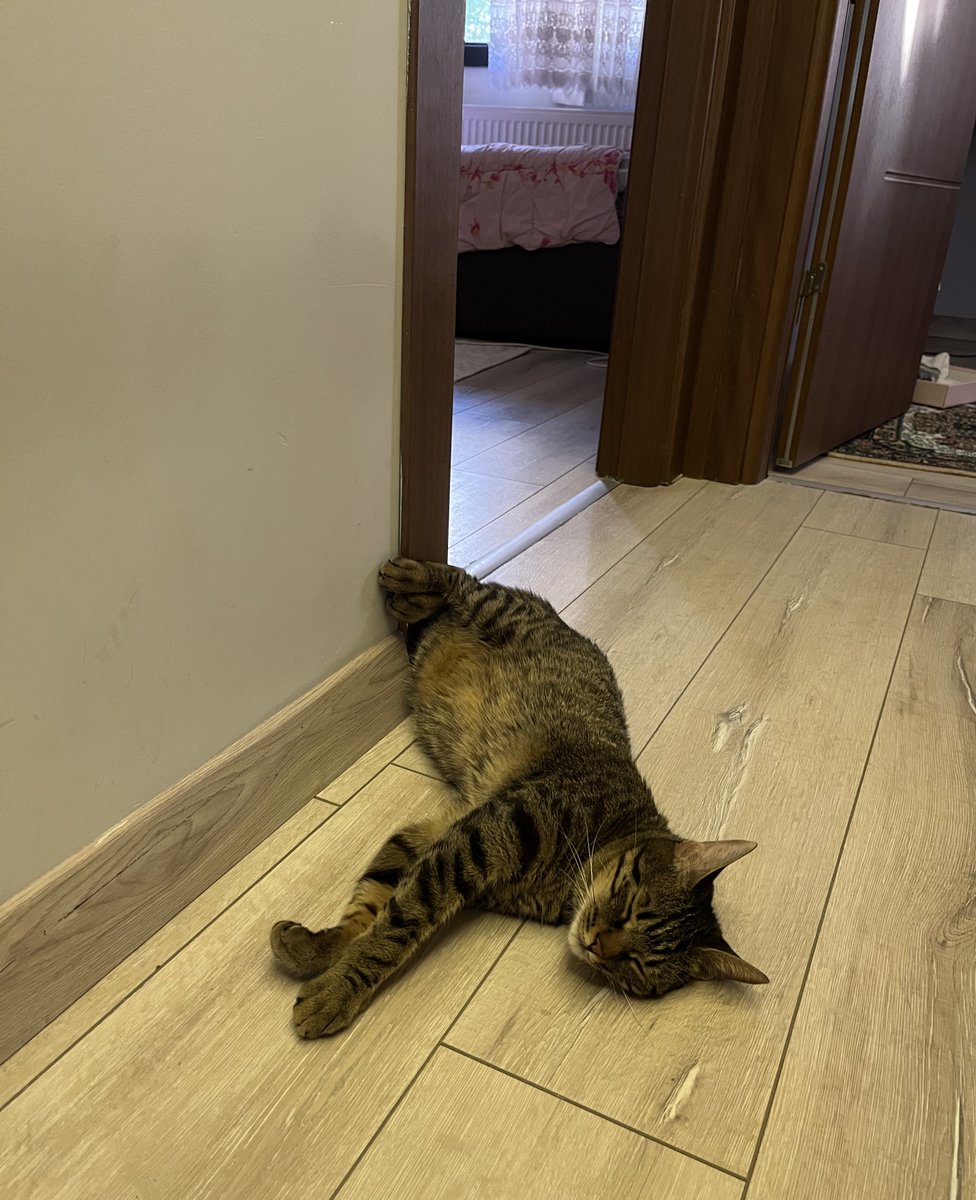 kaşmir tweet media