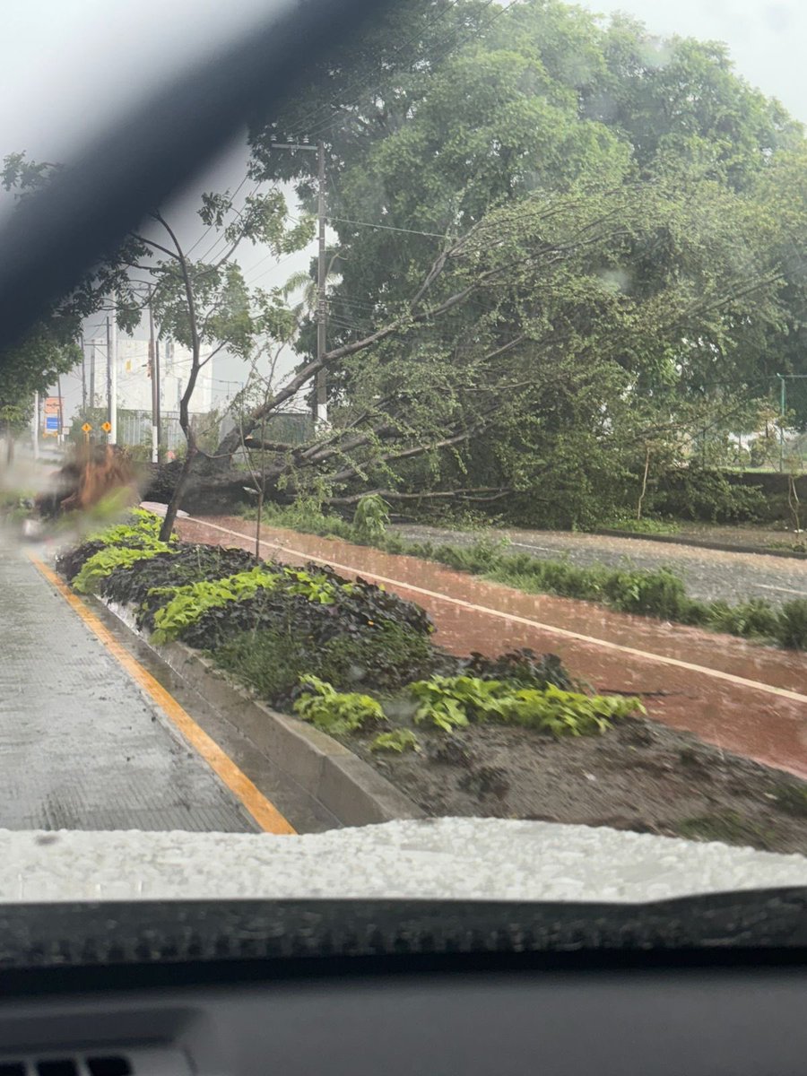 citck's tweet photo. En av Sta Margarita #Zapopan casi llegando a #RealCenter hay un árbol caído que obstruye la vialidad por completos @Trafico_ZMG https://t.co/kn1w4XTN1h