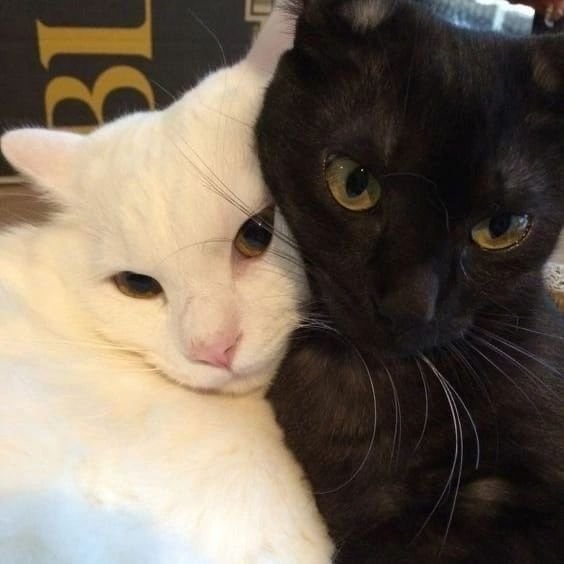 comfortamezona's tweet image. 