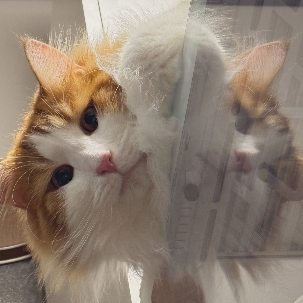 ONEKOSAMA OINUSAMA キャットタワー 木製 据え置き 爪とぎ お