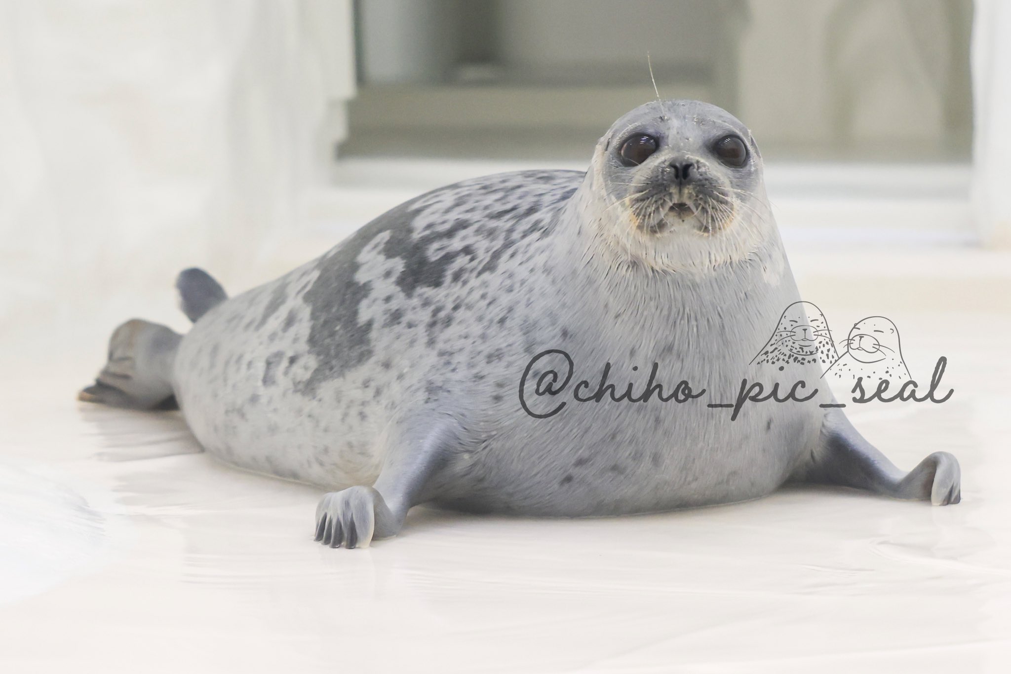 シュライヒ6点　アシカ・アフリカペンギンほか　タグ付き未開封【廃番あり】即購入可 シュライヒ6点 アシカ・アフリカペンギンほか タグ付き未開封