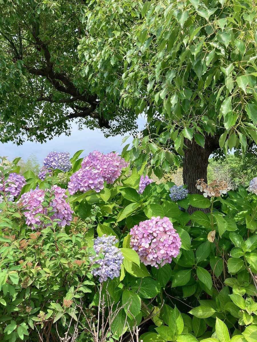 _mn327's tweet image. おはようございます🤗☀️
#和泉リサイクル環境公園 に
少しだけ紫陽花咲いてて嬉しかった🤭💠✨