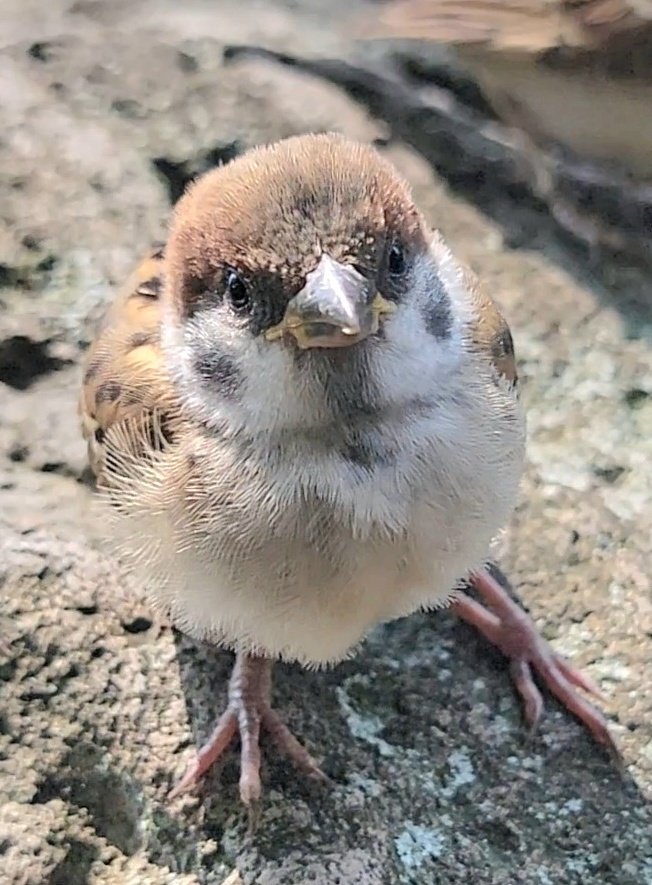 pi_pipi33's tweet image. 子スズメﾁｬﾝ♪
ｵﾊﾖｰｺﾞｻﾞｲﾏｽ 🐥(⁠•⁠ө⁠•⁠)⁠