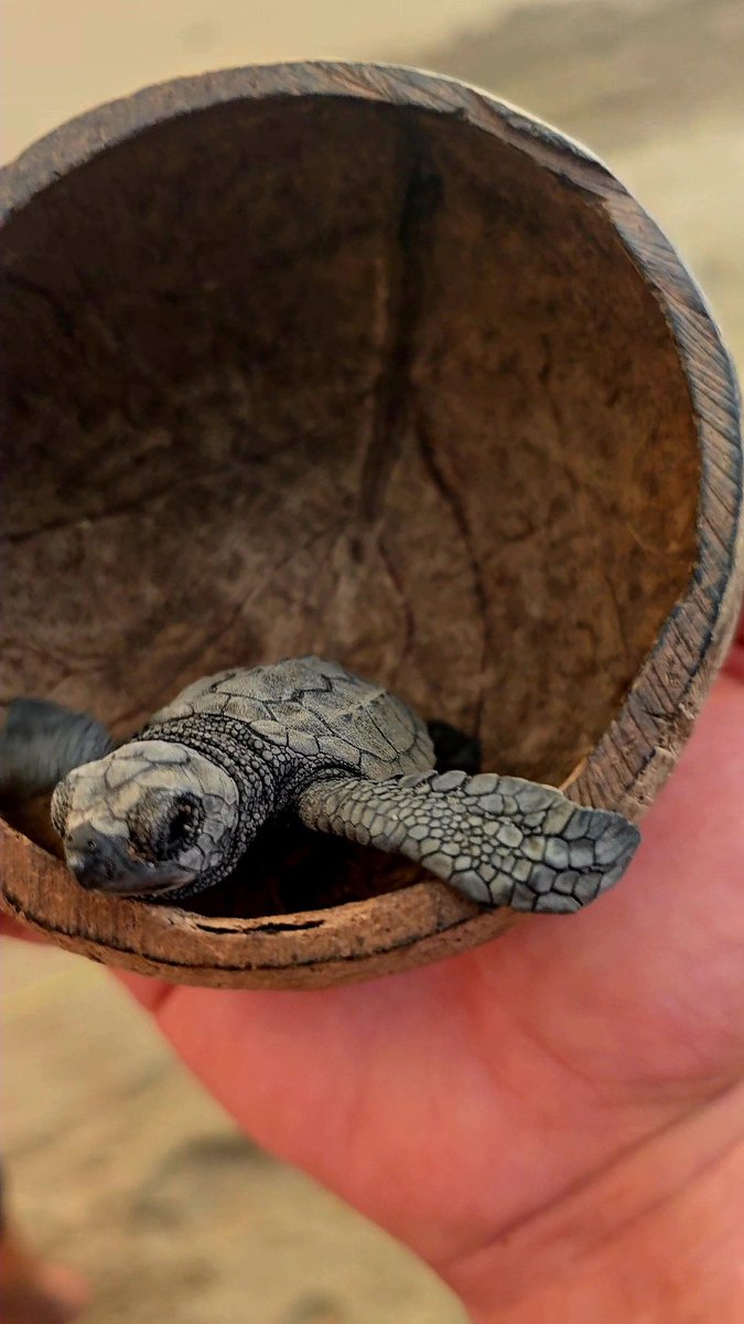 ADA_WolfMode's tweet image. Yesterday Wolf Mode had the honor of helping a baby sea turtle find its way to the Pacific.

This is what we’re really here for.
Not hype. Not greed. Just giving back, however we can.

The Pack serves. Always.

AAAOOOOOOOOOHHH!!!!

#WolfMode #Cardano