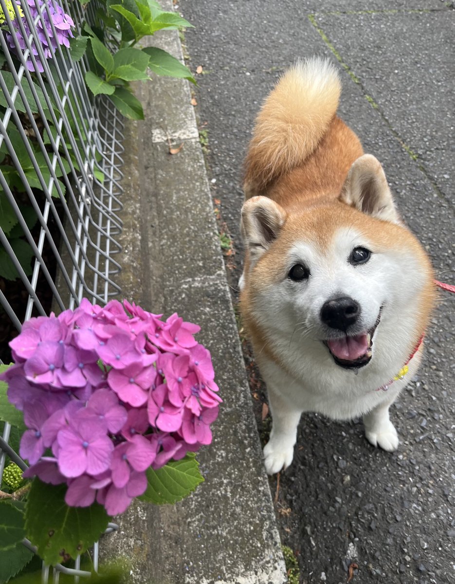 紫陽花とび出てた ·͜·