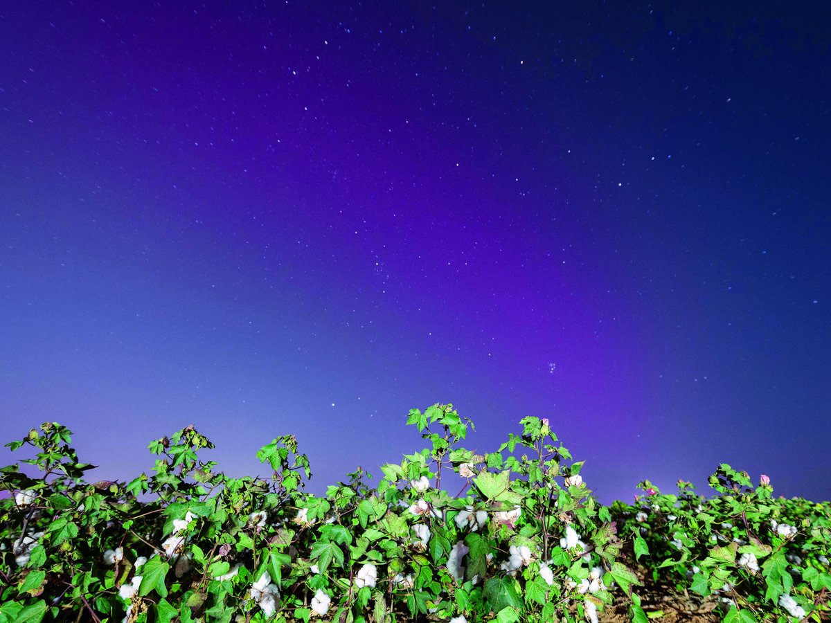Northern Lights over a cotton field in Lubbock, TX? You don’t see that every day. 🌌🌱

Photo by Andrew Van Zielst—our June Cotton Board calendar feature, sponsored by Southwest Agribusiness Consulting.

🔗 agconsult.net