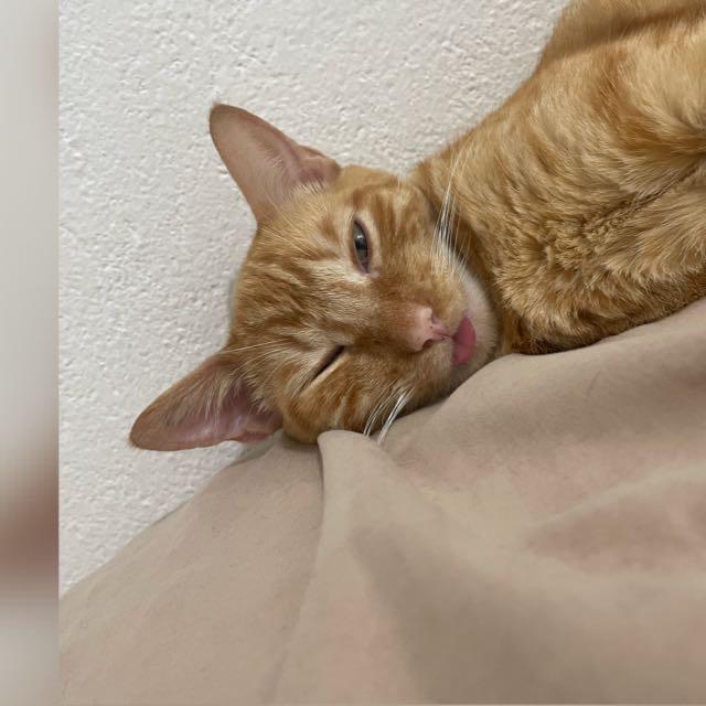 IndioPajero's tweet photo. @leandroloaizam Soy sexy!! Miau https://t.co/GtcAgXGDtl