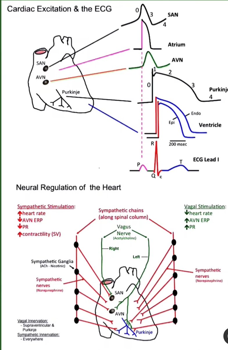 EKG