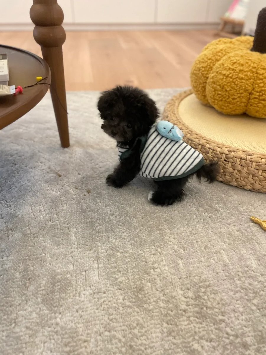 Lisa8945's tweet image. Three months old, 500g, very well behaved 📷📷I want to find a companion for my little Bichon Frise, but it doesn't like this kid #Teacup Grey Teddy #Grey Teddy #Small Teddy #Teddy Puppy #My Dog📷