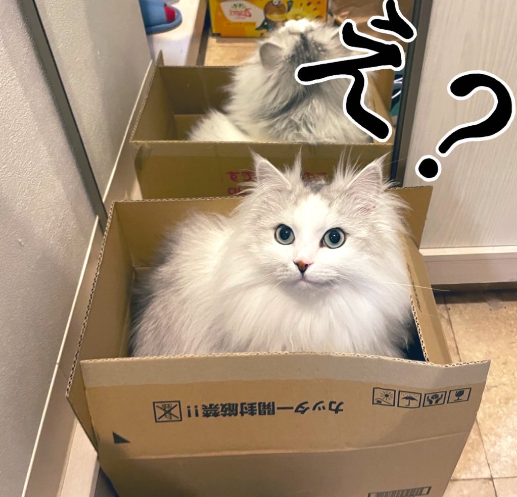howarohan1124's tweet photo. 【ご報告】
実はイヴちゃま、お兄ちゃんになりました☺️💗
母子共に元気いっぱいです💪🐣

新たなベビー下僕👶と4人家族でワイワイガヤガヤ楽しい毎日を送れるよう精進します☺️ https://t.co/99e2U4MRYI