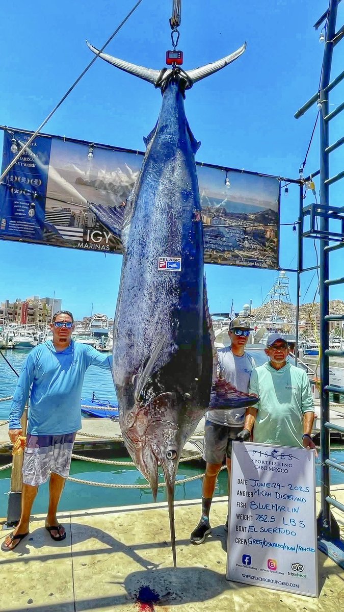 🎣 ¡Capturan un marlín azul de 762.5 lbs (345.86 kg) en #LosCabos!
📍 A bordo del yate El Suertudo este 29 de junio de 2025.
Angler: Micah Distefano.

CABEÑO AVIADABCS 🌵
#LosCabos #LaPazBCS #Comondú #Loreto #Mulegé
#PescaDeportiva #BajaCaliforniaSur
