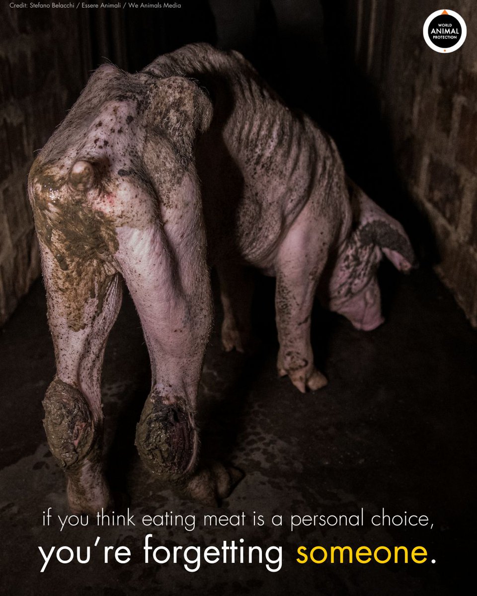 This isn't the life animals would choose. 💔