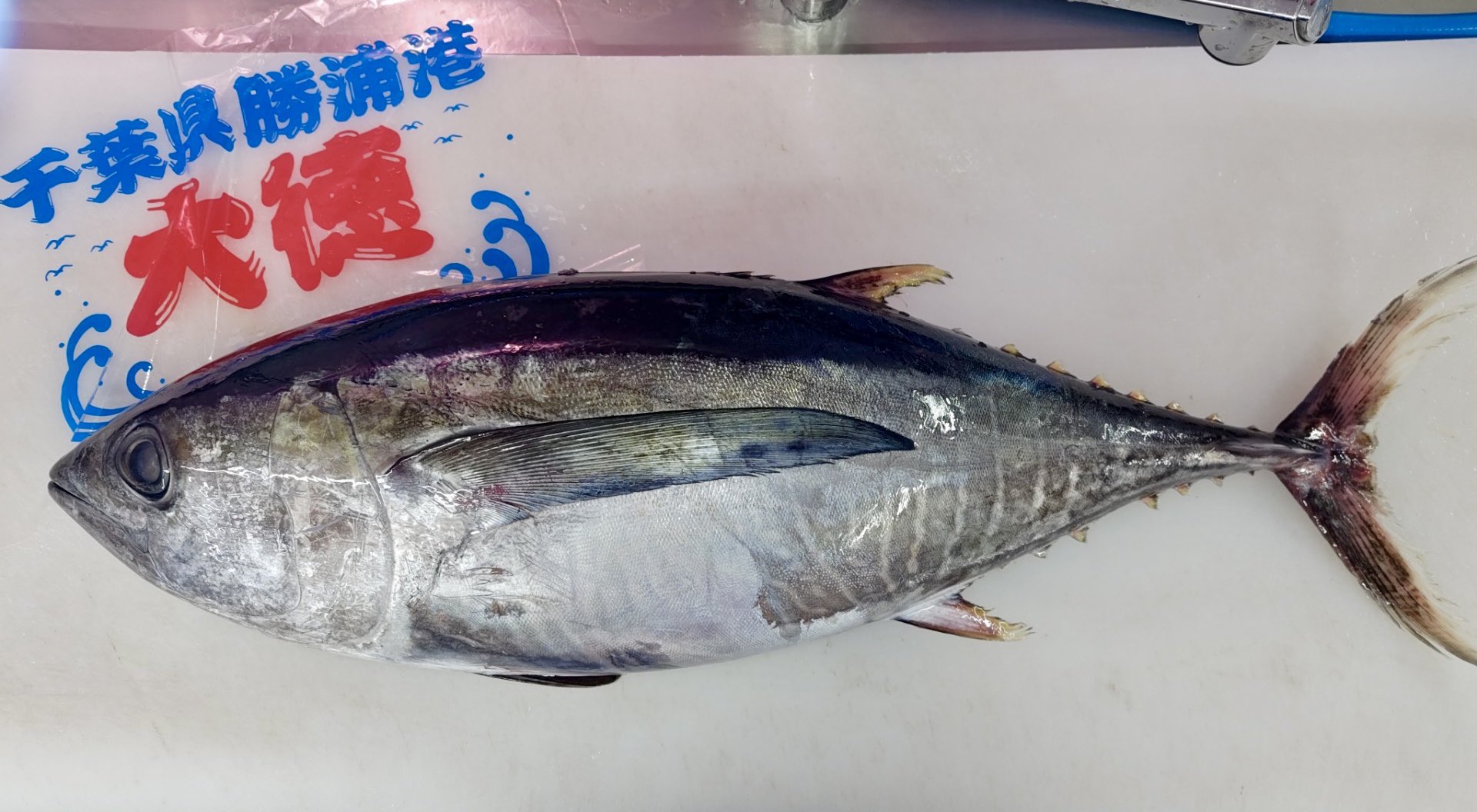 鈴木水産 on X: 