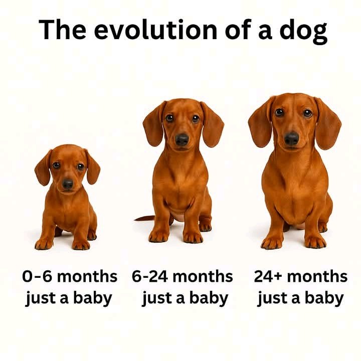 No matter the age, always just a baby 🐾💛