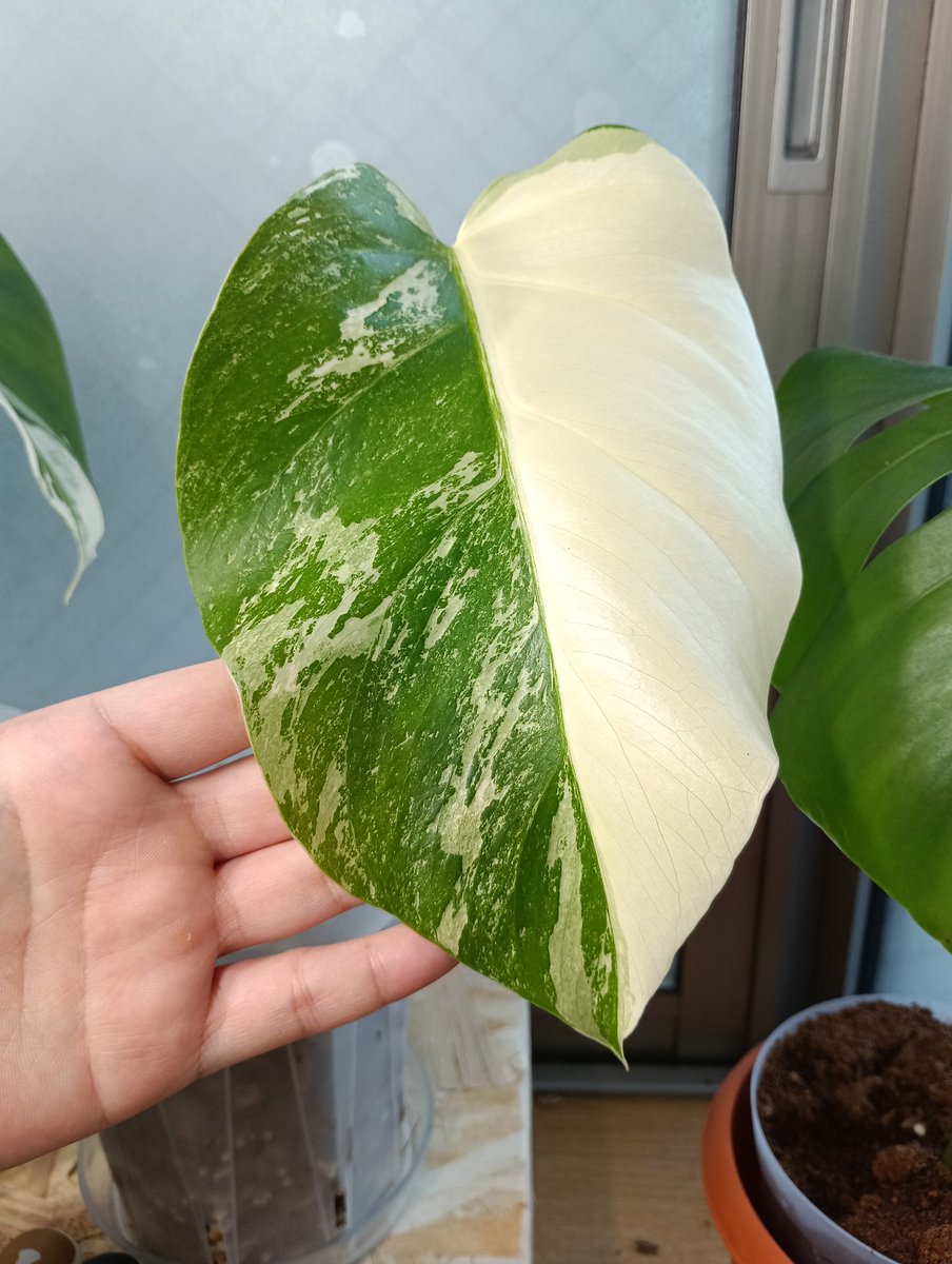 本日ちょこんと出てました🌱
前回の葉っぱも中々大きく！
