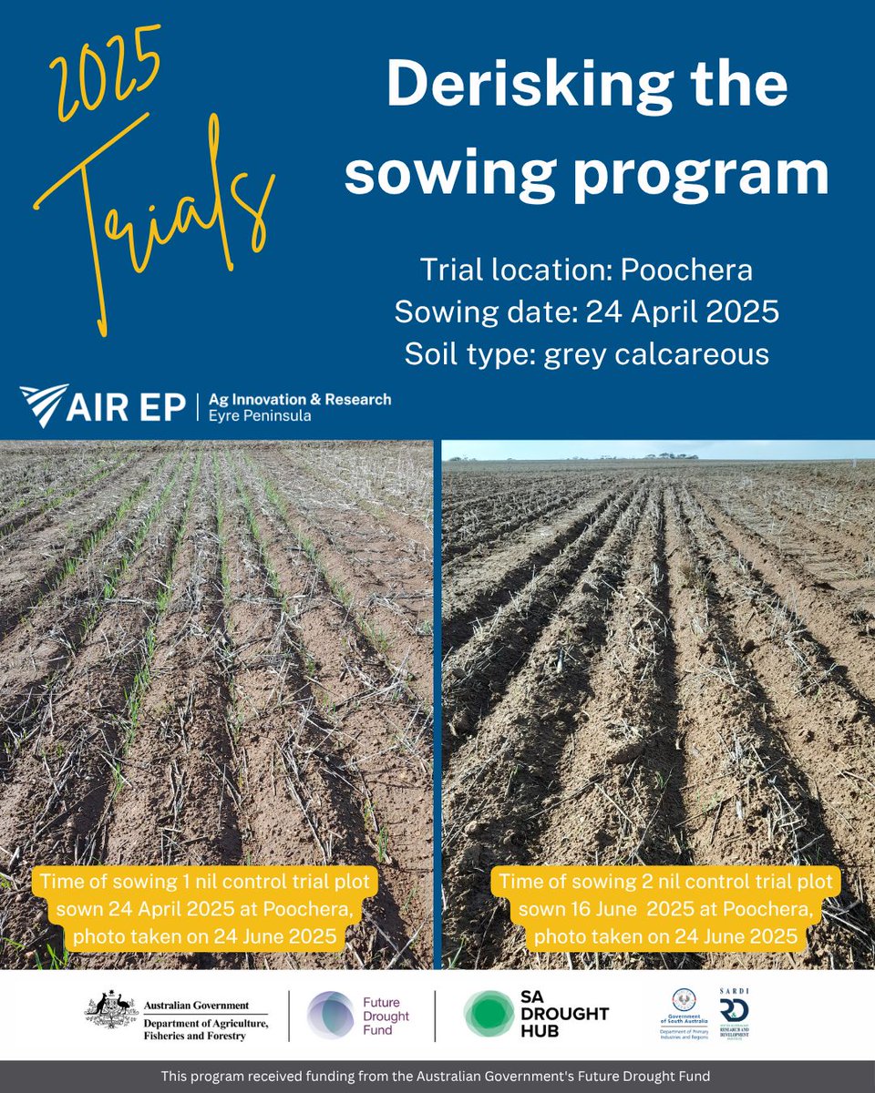 Ag Innovation & Research Eyre Peninsula (@ag_eyre) on Twitter photo ๐ Trials near Poochera continue to explore early & dry sowing strategies on grey calcareous soils. Investigating ๐ฑ Two sowing times๐งช 8 herbicide treatments๐พ Tomahawk wheat @75kg/ha, 2cm depth
<a href="/SA_PIRSA/">PIRSA</a> & <a href="/SADroughtHub/">SA Drought Resilience Adoption and Innovation Hub</a>
๐airep.com.au/research/de-riโฆ
#EPAg #FutureDroughtFund ๐ Trials near Poochera continue to explore early & dry sowing strategies on grey calcareous soils. Investigating ๐ฑ Two sowing times๐งช 8 herbicide treatments๐พ Tomahawk wheat @75kg/ha, 2cm depth
<a href="/SA_PIRSA/">PIRSA</a> & <a href="/SADroughtHub/">SA Drought Resilience Adoption and Innovation Hub</a>
๐airep.com.au/research/de-riโฆ
#EPAg #FutureDroughtFund