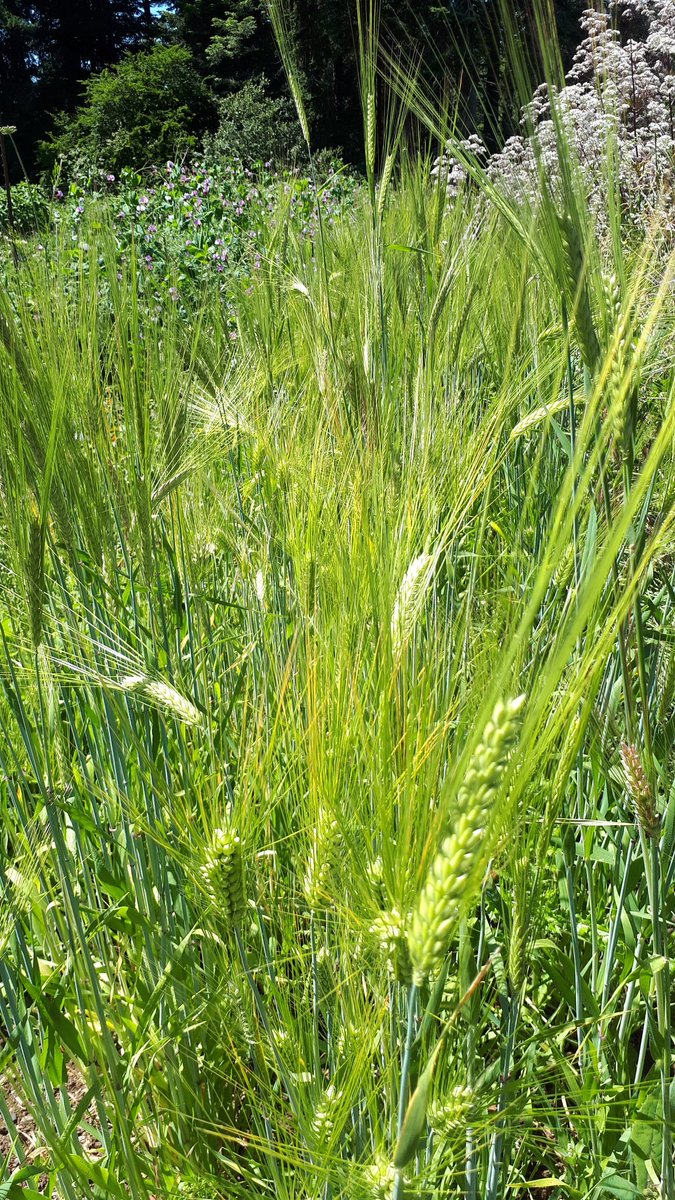 Naked barley from the #OSU project in Corvallis, Ore. Looking very nice with full seed heads.