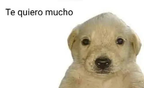 EdrFranco's tweet photo. @TwitchLatam gracias @unatalmixi por hacerme mis tardes mas divertidas con tus streams!!! https://t.co/lAliOk0xhA