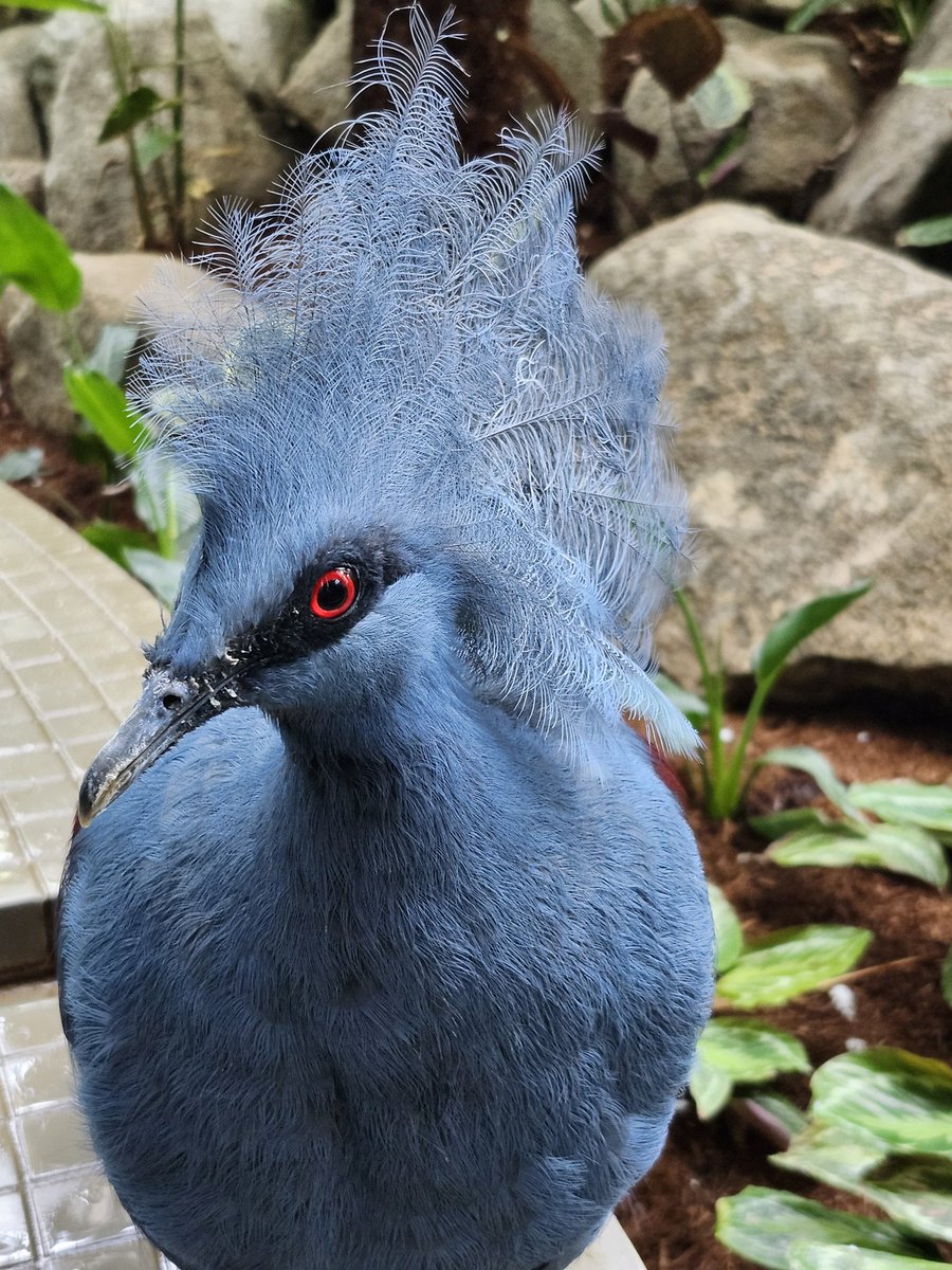 カンムリバト りっぱな冠羽ですが、正面や上から見たら…。とても平ら