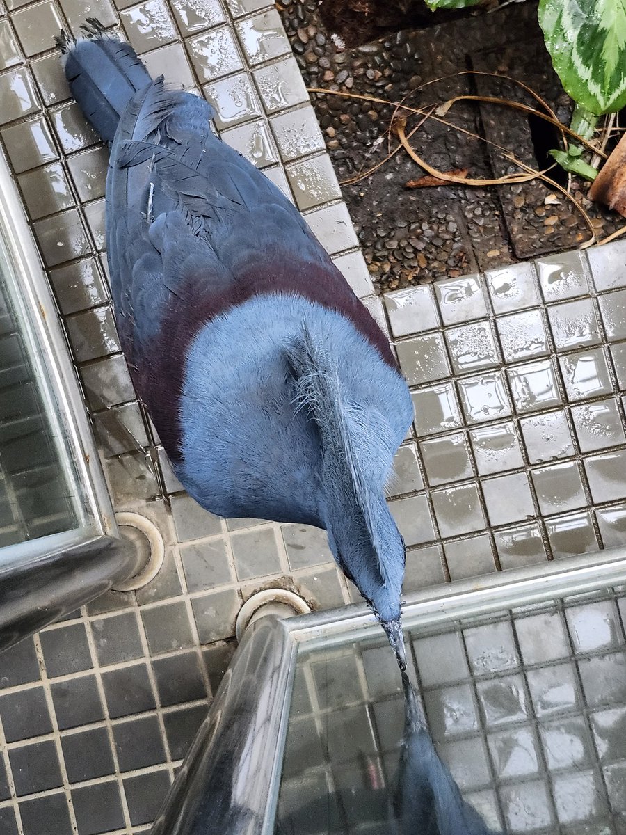 カンムリバト りっぱな冠羽ですが、正面や上から見たら…。とても平ら