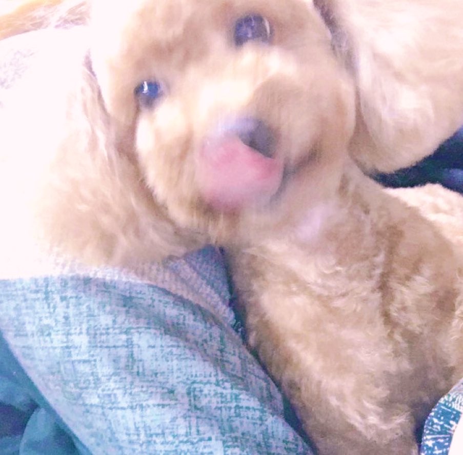 今日はWINGの誕生日🎂
忘れた日なんて無いんだよなぁ
おめでとう会いたい🐶