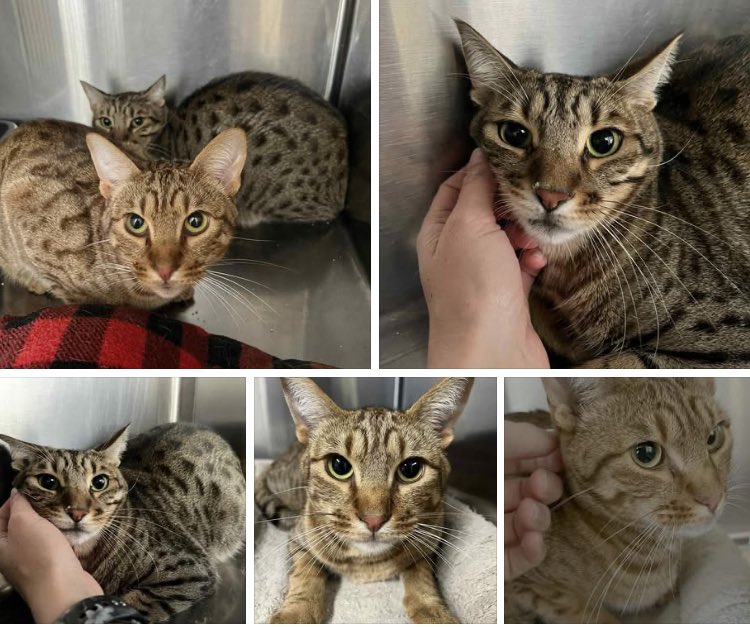 <a href="/ramzpaul/">RAMZPAUL</a> Here are the pics the shelter posted