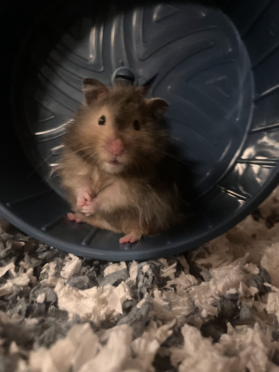 Okeable_'s tweet photo. @dreamwastaken rate my hamster https://t.co/7LiohB2EPK