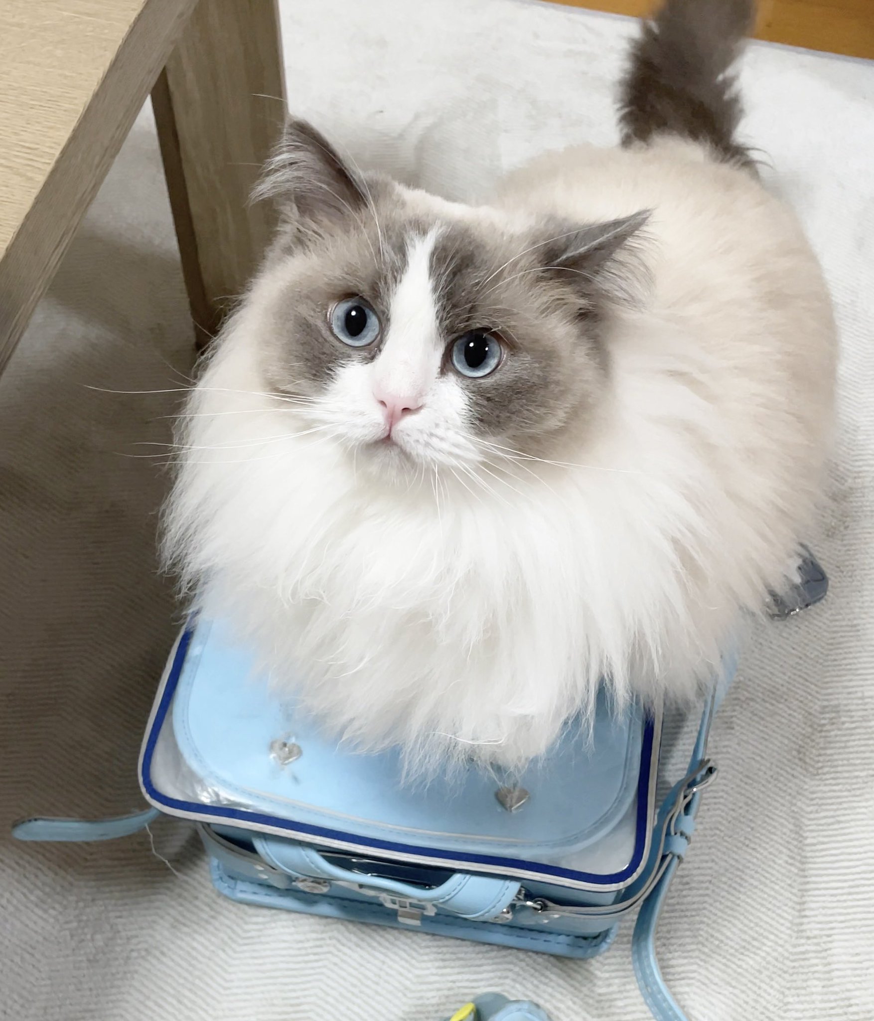 かわいいネコちゃんラトル 京都】川田 あすか(かわた あすか)ブリーダー｜みんなの子猫